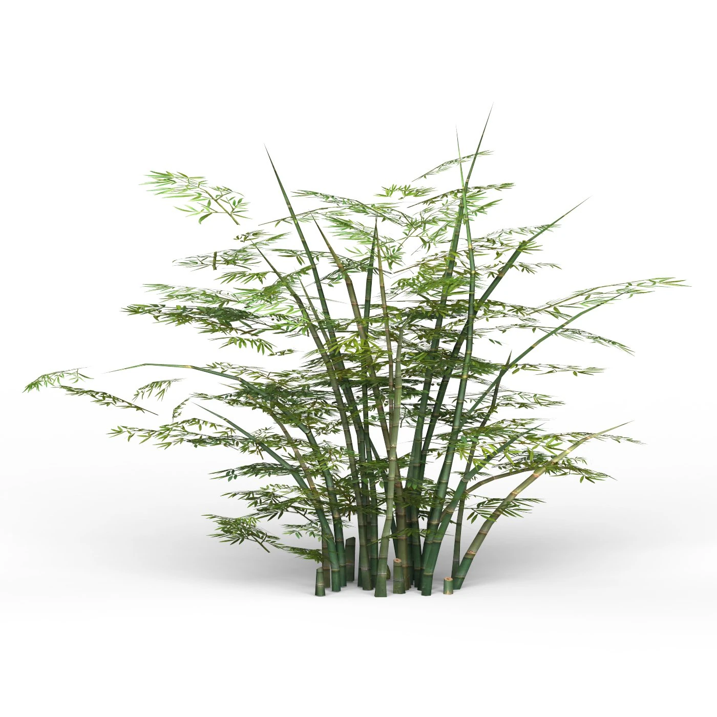 bamboo tree 02 3D Model .c4d .max .obj .3ds .fbx .stl .blend 
