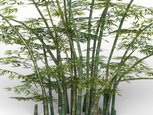 bamboo tree 02 Modelo 3D