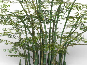 bamboo tree 02 3D Model