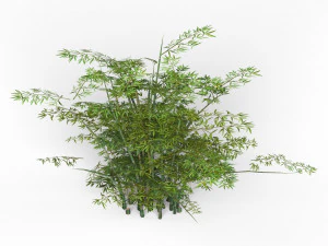 bamboo tree 02 3D Model