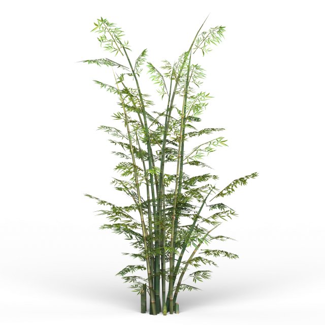 bamboo tree 03 Modèle 3D .c4d .max .obj .3ds .fbx .stl .blend 