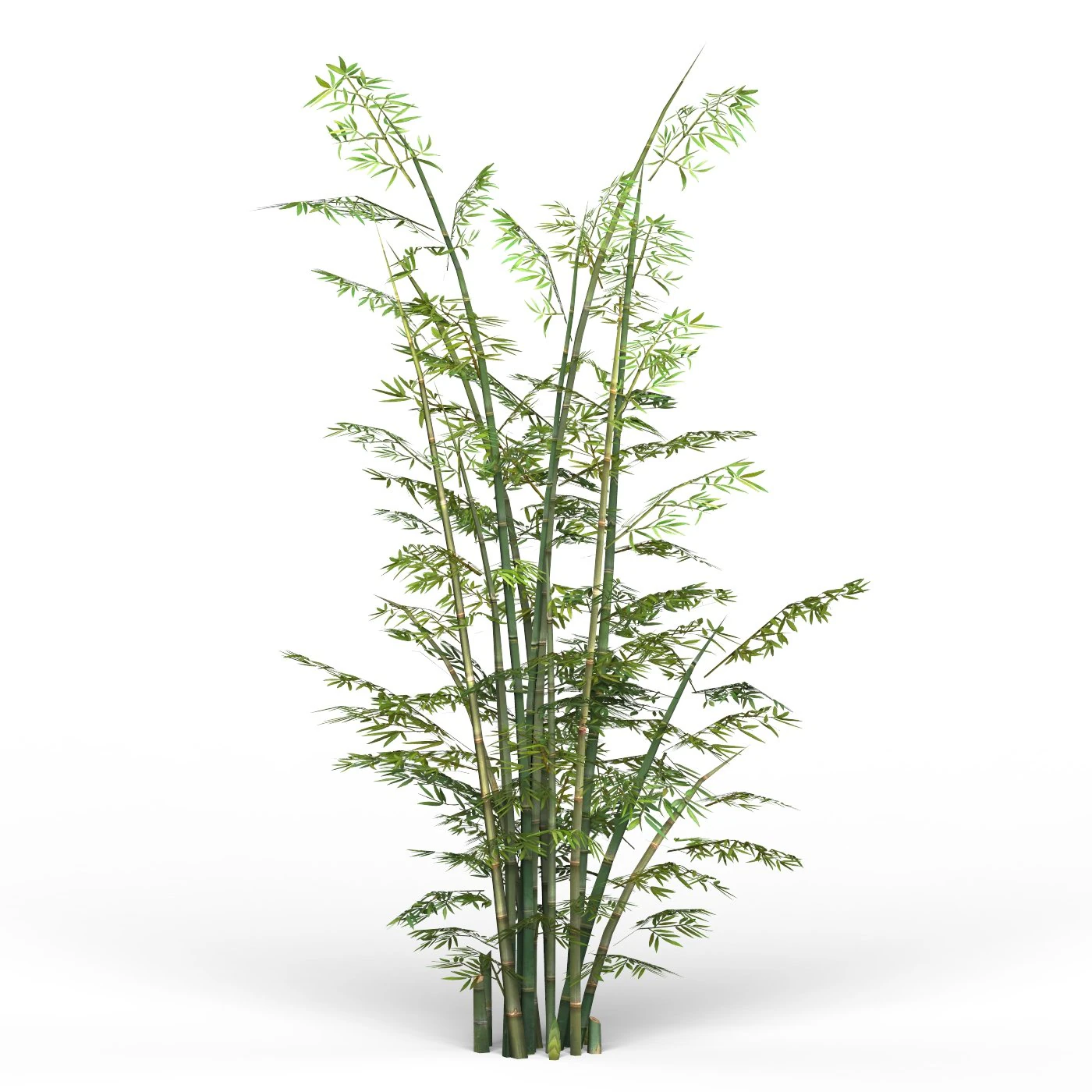 bamboo tree 03 3D Model .c4d .max .obj .3ds .fbx .stl .blend