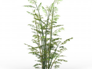 bamboo tree 03 3D Model
