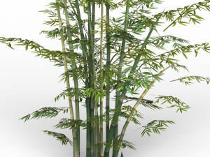 bamboo tree 03 Modèle 3D