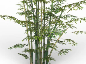 bamboo tree 03 3D Model
