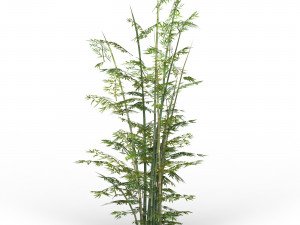 bamboo tree 03 Modèle 3D