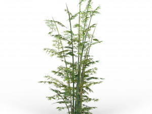 bamboo tree 03 3D Model