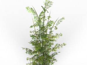bamboo tree 03 Modèle 3D
