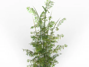 bamboo tree 03 3D Model