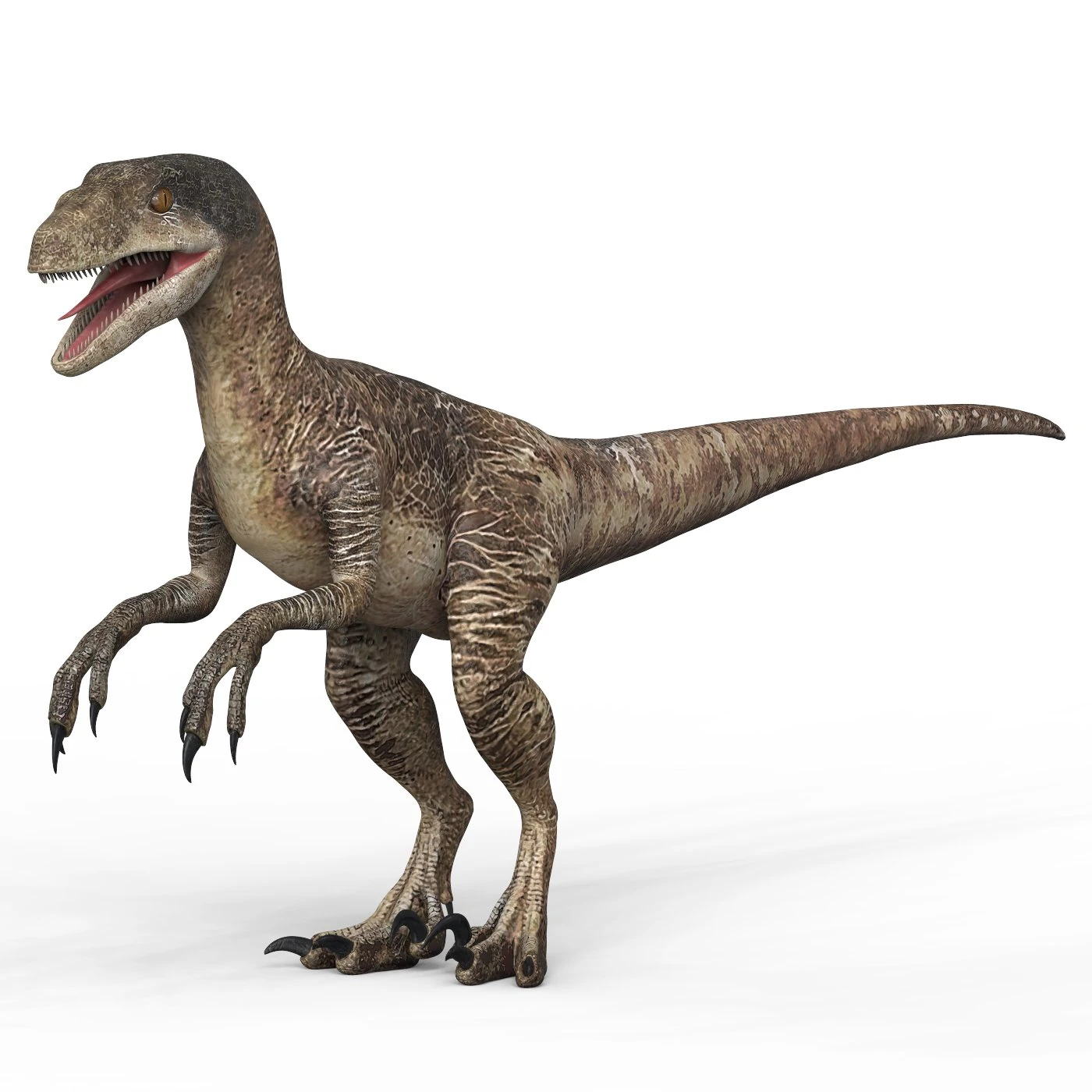 Dinosauro Velociraptor Modello 3D .c4d .max .obj .3ds .fbx .stl .blend 
