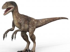 Velociraptor Dinosaur 3D Model
