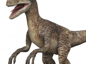 Velociraptor Dinosaur 3D मॉडल