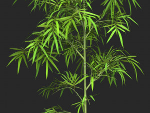 Realistic Game Ready Bamboo Tree 01 Modelo 3D