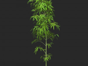 Realistic Game Ready Bamboo Tree 01 Modelo 3D