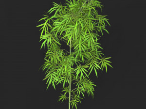 Realistic Game Ready Bamboo Tree 01 Modelo 3D