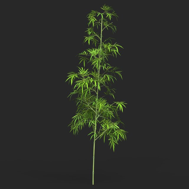 Realistic Game Ready Bamboo Tree 02 Model 3D .c4d .max .obj .3ds .fbx .stl .blend 