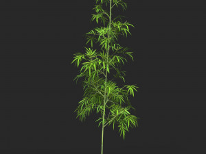 Realistic Game Ready Bamboo Tree 02 3D Model