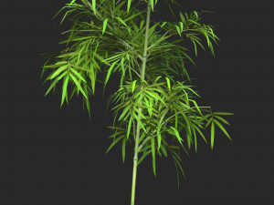 Realistic Game Ready Bamboo Tree 02 Model 3D