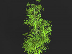 Realistic Game Ready Bamboo Tree 02 Model 3D