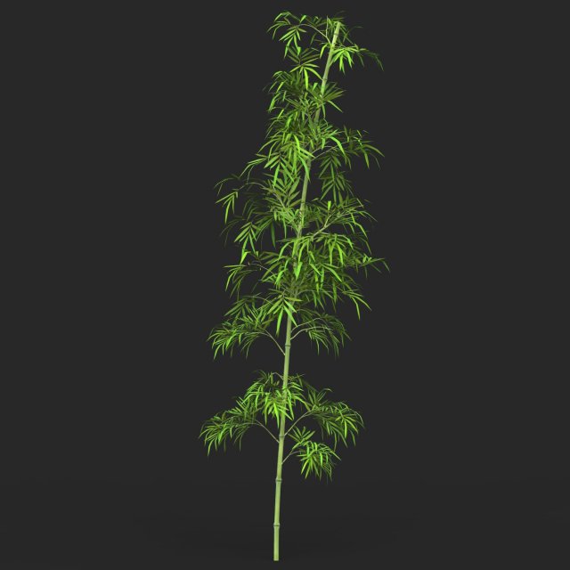 Realistic Game Ready Bamboo Tree 03 Modèle 3D .c4d .max .obj .3ds .fbx .stl .blend 