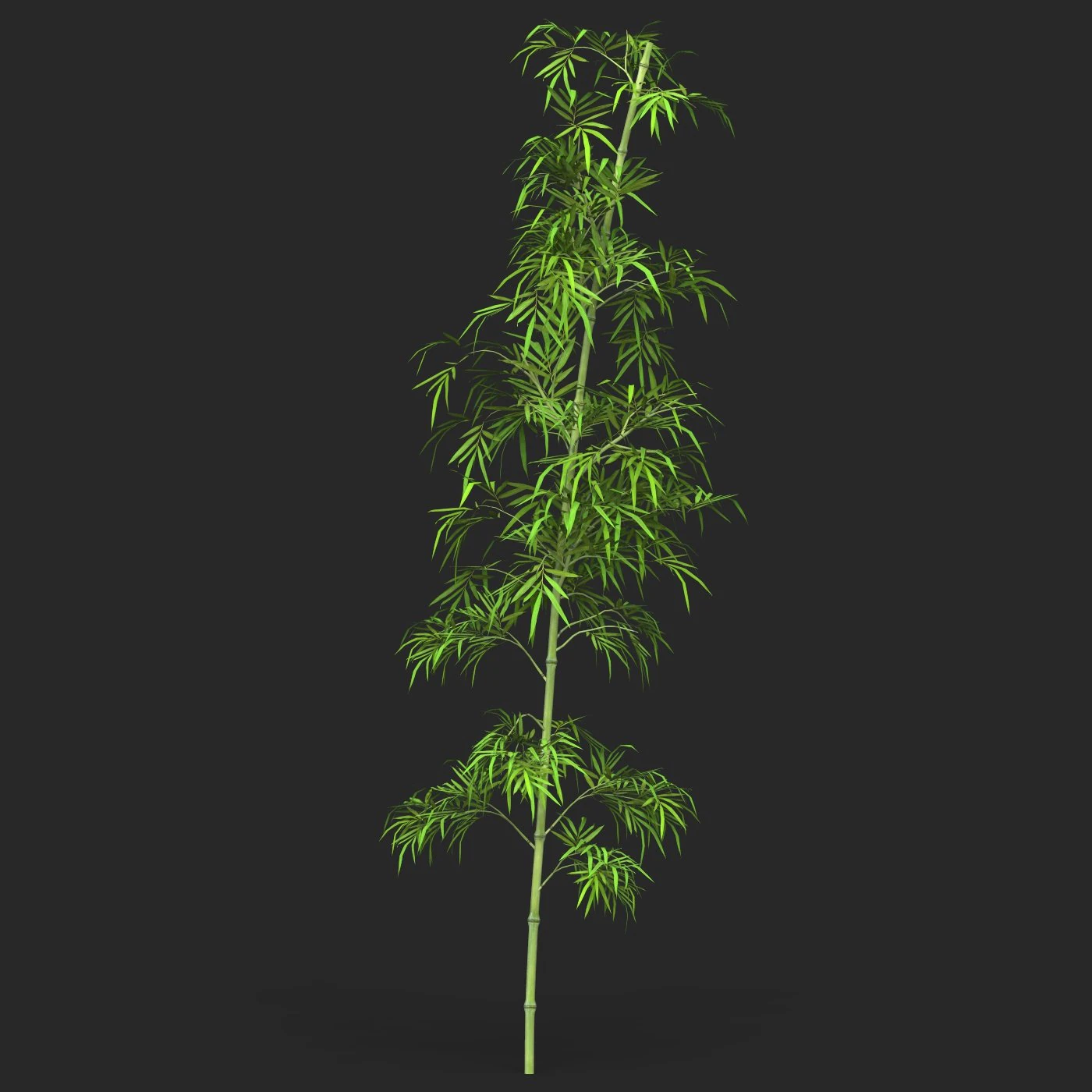 Realistic Game Ready Bamboo Tree 03 3D Model .c4d .max .obj .3ds .fbx .stl .blend 