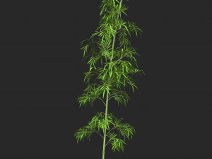 Realistic Game Ready Bamboo Tree 03 3D 模型