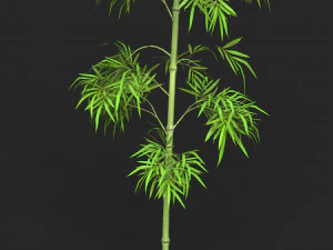 Realistic Game Ready Bamboo Tree 03 3D Model