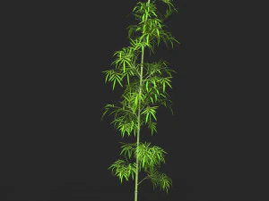 Realistic Game Ready Bamboo Tree 03 3D Model