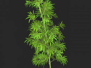 Realistic Game Ready Bamboo Tree 03 3D Model