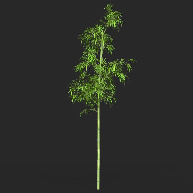 Realistic Game Ready Bamboo Tree 04 3Dモデル .c4d .max .obj .3ds .fbx .stl .blend 