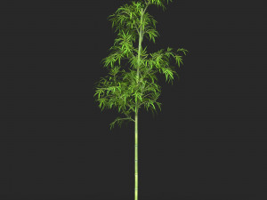 Realistic Game Ready Bamboo Tree 04 3D Model