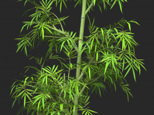 Realistic Game Ready Bamboo Tree 04 3Dモデル