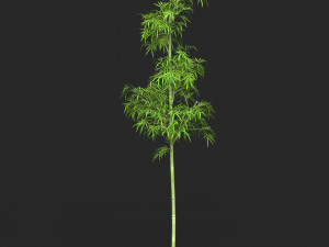 Realistic Game Ready Bamboo Tree 04 3Dモデル