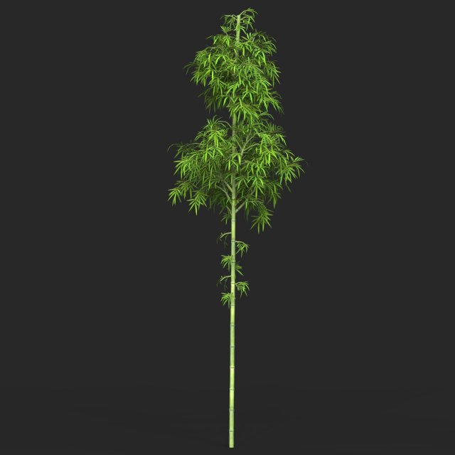 Realistic Game Ready Bamboo Tree 05 3D 模型 .c4d .max .obj .3ds .fbx .stl .blend