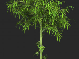 Realistic Game Ready Bamboo Tree 05 3D 模型