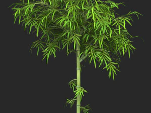 Realistic Game Ready Bamboo Tree 05 3D Model