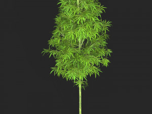 Realistic Game Ready Bamboo Tree 05 3D 模型
