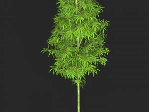 Realistic Game Ready Bamboo Tree 05 3D Model