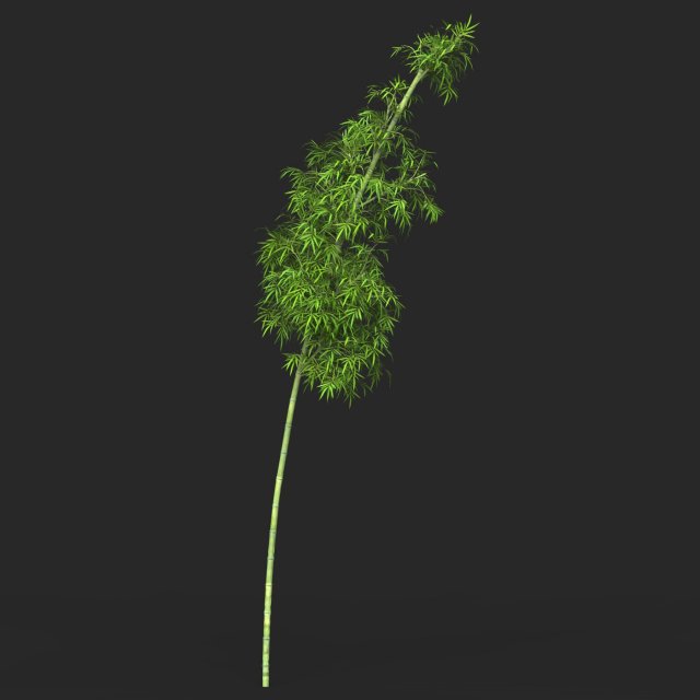 Realistic Game Ready Bamboo Tree 06 Modèle 3D .c4d .max .obj .3ds .fbx .stl .blend 