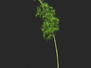 Realistic Game Ready Bamboo Tree 06 3D Model