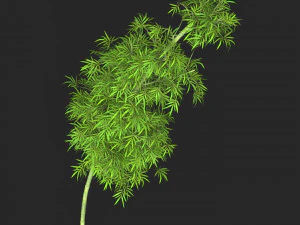 Realistic Game Ready Bamboo Tree 06 3D Model