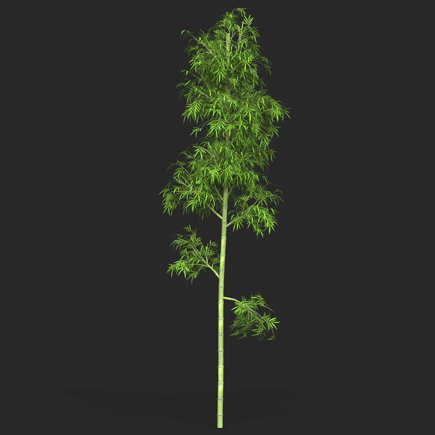 Realistic Game Ready Bamboo Tree 07 3D Model .c4d .max .obj .3ds .fbx .stl .blend
