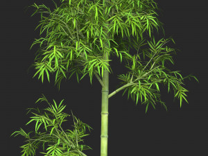 Realistic Game Ready Bamboo Tree 07 3D मॉडल