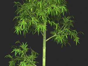 Realistic Game Ready Bamboo Tree 07 3D Model