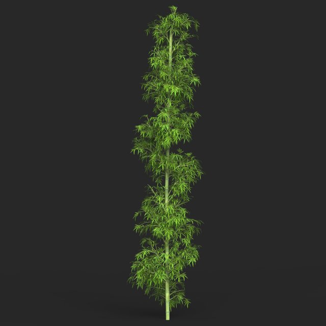 Realistic Game Ready Bamboo Tree 08 Modelo 3D .c4d .max .obj .3ds .fbx .stl .blend 