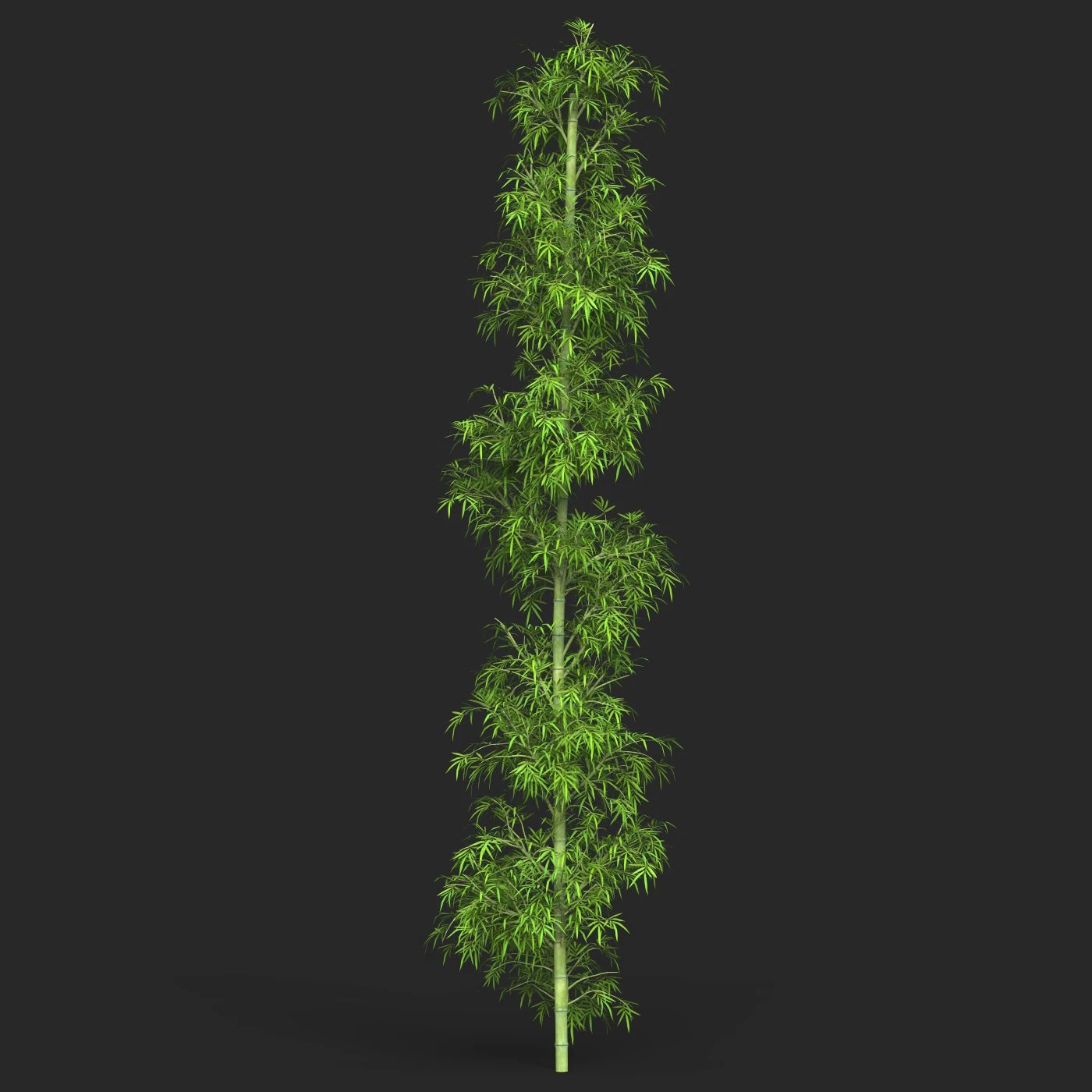Realistic Game Ready Bamboo Tree 08 3D Model .c4d .max .obj .3ds .fbx .stl .blend 