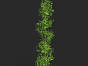 Готова до реалістичної гри Bamboo Tree 08 3D Модель