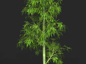 Realistic Game Ready Bamboo Tree 08 3D Model