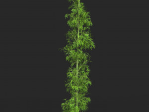 Realistic Game Ready Bamboo Tree 08 Modelo 3D