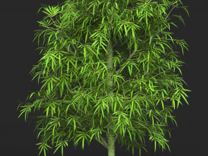 Realistic Game Ready Bamboo Tree 09 3D Model